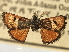  ( - CNCLEP00106537)  @11 [ ] CreativeCommons - Attribution (2013) CBG Photography Group Centre for Biodiversity Genomics