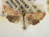  ( - CNCLEP00106538)  @11 [ ] CreativeCommons - Attribution (2013) CBG Photography Group Centre for Biodiversity Genomics
