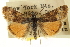  ( - CNCLEP00106558)  @11 [ ] CreativeCommons - Attribution (2013) CBG Photography Group Centre for Biodiversity Genomics