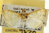  ( - CNCLEP00106667)  @11 [ ] CreativeCommons - Attribution (2013) CBG Photography Group Centre for Biodiversity Genomics