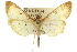  (Lygropia tripunctata - CNCLEP00106725)  @15 [ ] CreativeCommons - Attribution (2012) CBG Photography Group Centre for Biodiversity Genomics