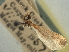  ( - CNCLEP00106767)  @11 [ ] CreativeCommons - Attribution (2013) CBG Photography Group Centre for Biodiversity Genomics