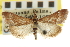 ( - CNCLEP00106777)  @11 [ ] CreativeCommons - Attribution (2013) CBG Photography Group Centre for Biodiversity Genomics