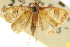  ( - CNCLEP00106792)  @11 [ ] CreativeCommons - Attribution (2012) CBG Photography Group Centre for Biodiversity Genomics