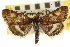  ( - CNCLEP00106804)  @11 [ ] CreativeCommons - Attribution (2012) CBG Photography Group Centre for Biodiversity Genomics