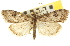  ( - CNCLEP00106822)  @14 [ ] CreativeCommons - Attribution (2012) CBG Photography Group Centre for Biodiversity Genomics
