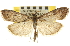  ( - CNCLEP00106824)  @14 [ ] CreativeCommons - Attribution (2012) CBG Photography Group Centre for Biodiversity Genomics