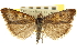  ( - CNCLEP00106827)  @14 [ ] CreativeCommons - Attribution (2012) CBG Photography Group Centre for Biodiversity Genomics