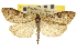  ( - CNCLEP00106836)  @11 [ ] CreativeCommons - Attribution (2012) CBG Photography Group Centre for Biodiversity Genomics