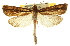  (Carectocultus repugnatalis - CNCLEP00106848)  @14 [ ] CreativeCommons - Attribution (2012) CBG Photography Group Centre for Biodiversity Genomics
