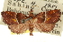  ( - CNCLEP00106914)  @11 [ ] CreativeCommons - Attribution (2012) CBG Photography Group Centre for Biodiversity Genomics