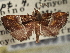  ( - CNCLEP00106915)  @11 [ ] CreativeCommons - Attribution (2012) CBG Photography Group Centre for Biodiversity Genomics
