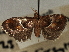  ( - CNCLEP00106916)  @11 [ ] CreativeCommons - Attribution (2012) CBG Photography Group Centre for Biodiversity Genomics