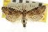  (Cacotherapia flexilinealis - CNCLEP00107026)  @15 [ ] CreativeCommons - Attribution (2013) CBG Photography Group Centre for Biodiversity Genomics