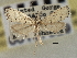  ( - CNCLEP00107029)  @11 [ ] CreativeCommons - Attribution (2013) CBG Photography Group Centre for Biodiversity Genomics