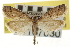  ( - CNCLEP00107030)  @11 [ ] CreativeCommons - Attribution (2013) CBG Photography Group Centre for Biodiversity Genomics