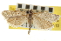  ( - CNCLEP00107033)  @11 [ ] CreativeCommons - Attribution (2013) CBG Photography Group Centre for Biodiversity Genomics