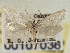  ( - CNCLEP00107036)  @11 [ ] CreativeCommons - Attribution (2013) CBG Photography Group Centre for Biodiversity Genomics