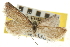  ( - CNCLEP00107037)  @11 [ ] CreativeCommons - Attribution (2013) CBG Photography Group Centre for Biodiversity Genomics