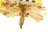 ( - CNCLEP00107045)  @11 [ ] CreativeCommons - Attribution (2013) CBG Photography Group Centre for Biodiversity Genomics