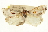  ( - CNCLEP00107047)  @11 [ ] CreativeCommons - Attribution (2013) CBG Photography Group Centre for Biodiversity Genomics