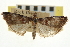  ( - CNCLEP00107052)  @11 [ ] CreativeCommons - Attribution (2013) CBG Photography Group Centre for Biodiversity Genomics