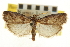  ( - CNCLEP00107063)  @14 [ ] CreativeCommons - Attribution (2013) CBG Photography Group Centre for Biodiversity Genomics