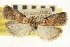  ( - CNCLEP00107075)  @11 [ ] CreativeCommons - Attribution (2013) CBG Photography Group Centre for Biodiversity Genomics