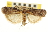  ( - CNCLEP00107081)  @11 [ ] CreativeCommons - Attribution (2013) CBG Photography Group Centre for Biodiversity Genomics
