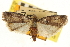 ( - CNCLEP00107082)  @11 [ ] CreativeCommons - Attribution (2013) CBG Photography Group Centre for Biodiversity Genomics