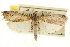  ( - CNCLEP00107099)  @11 [ ] CreativeCommons - Attribution (2013) CBG Photography Group Centre for Biodiversity Genomics