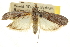  ( - CNCLEP00107105)  @11 [ ] CreativeCommons - Attribution (2013) CBG Photography Group Centre for Biodiversity Genomics