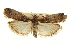  ( - CNCLEP00107111)  @11 [ ] CreativeCommons - Attribution (2013) CBG Photography Group Centre for Biodiversity Genomics