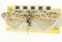  ( - CNCLEP00107163)  @11 [ ] CreativeCommons - Attribution (2013) CBG Photography Group Centre for Biodiversity Genomics