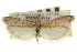  ( - CNCLEP00107166)  @11 [ ] CreativeCommons - Attribution (2013) CBG Photography Group Centre for Biodiversity Genomics