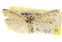  ( - CNCLEP00107167)  @11 [ ] CreativeCommons - Attribution (2013) CBG Photography Group Centre for Biodiversity Genomics