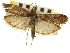  ( - CNCLEP00107185)  @11 [ ] CreativeCommons - Attribution (2013) CBG Photography Group Centre for Biodiversity Genomics