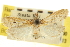  ( - CNCLEP00107200)  @11 [ ] CreativeCommons - Attribution (2013) CBG Photography Group Centre for Biodiversity Genomics