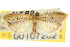  ( - CNCLEP00107202)  @11 [ ] CreativeCommons - Attribution (2013) CBG Photography Group Centre for Biodiversity Genomics