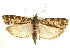  (Dioryctria cambiicola - CNCLEP00107230)  @15 [ ] CreativeCommons - Attribution (2013) CBG Photography Group Centre for Biodiversity Genomics