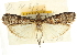  ( - CNCLEP00107236)  @11 [ ] CreativeCommons - Attribution (2013) CBG Photography Group Centre for Biodiversity Genomics