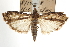  ( - CNCLEP00107253)  @11 [ ] CreativeCommons - Attribution (2013) CBG Photography Group Centre for Biodiversity Genomics