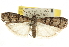  (Dioryctria subtracta - CNCLEP00107273)  @14 [ ] CreativeCommons - Attribution (2013) CBG Photography Group Centre for Biodiversity Genomics