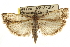  ( - CNCLEP00107276)  @11 [ ] CreativeCommons - Attribution (2013) CBG Photography Group Centre for Biodiversity Genomics