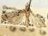  ( - CNCLEP00107292)  @11 [ ] CreativeCommons - Attribution (2013) CBG Photography Group Centre for Biodiversity Genomics