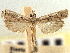  ( - CNCLEP00107293)  @11 [ ] CreativeCommons - Attribution (2013) CBG Photography Group Centre for Biodiversity Genomics
