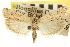  ( - CNCLEP00107329)  @13 [ ] CreativeCommons - Attribution (2013) CBG Photography Group Centre for Biodiversity Genomics