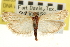  ( - CNCLEP00107330)  @11 [ ] CreativeCommons - Attribution (2013) CBG Photography Group Centre for Biodiversity Genomics