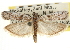  ( - CNCLEP00107335)  @11 [ ] CreativeCommons - Attribution (2013) CBG Photography Group Centre for Biodiversity Genomics