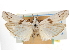  ( - CNCLEP00107337)  @11 [ ] CreativeCommons - Attribution (2013) CBG Photography Group Centre for Biodiversity Genomics